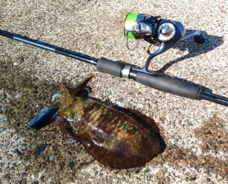 今シーズンラストエギング